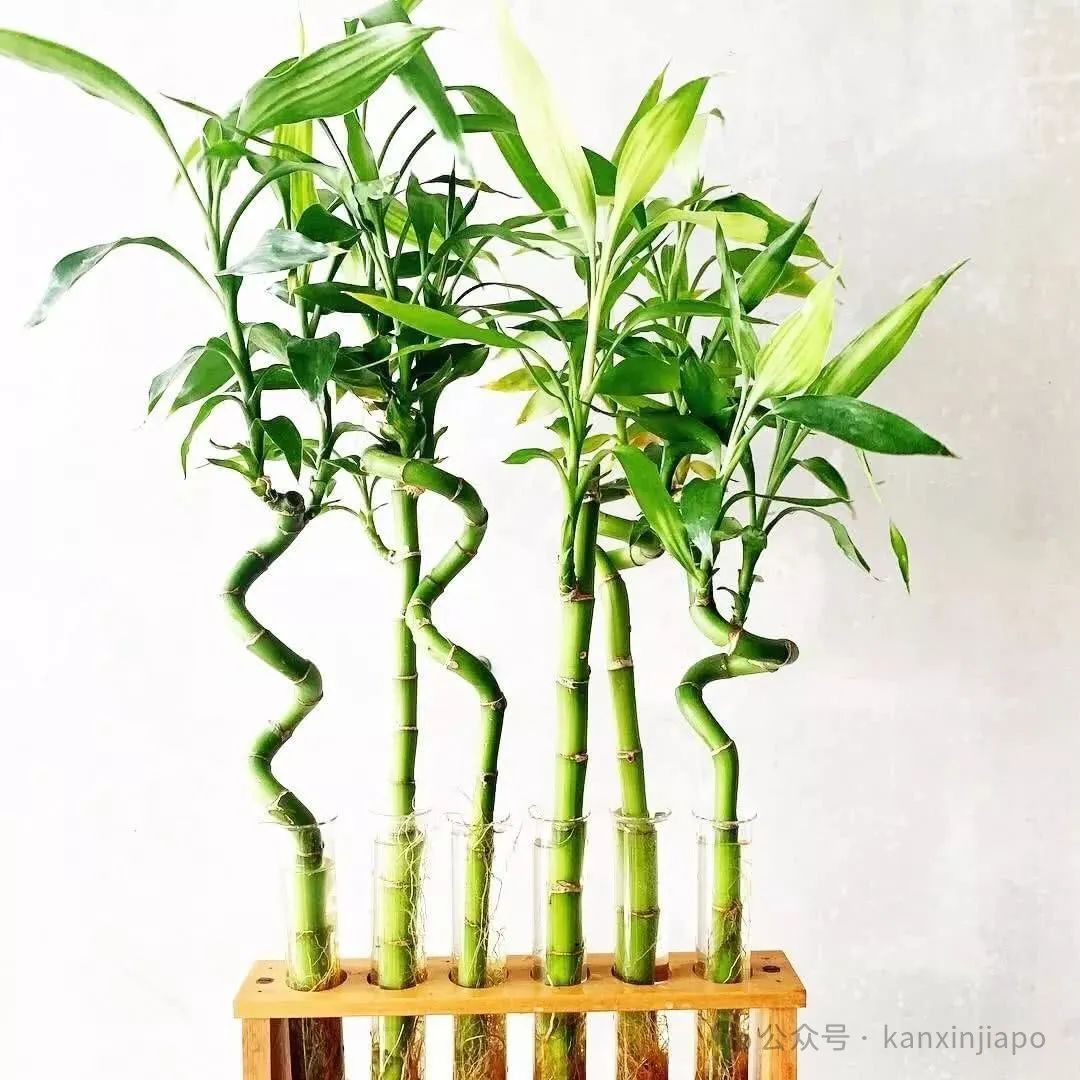 在新加坡过春节,开运年花你准备好了吗?