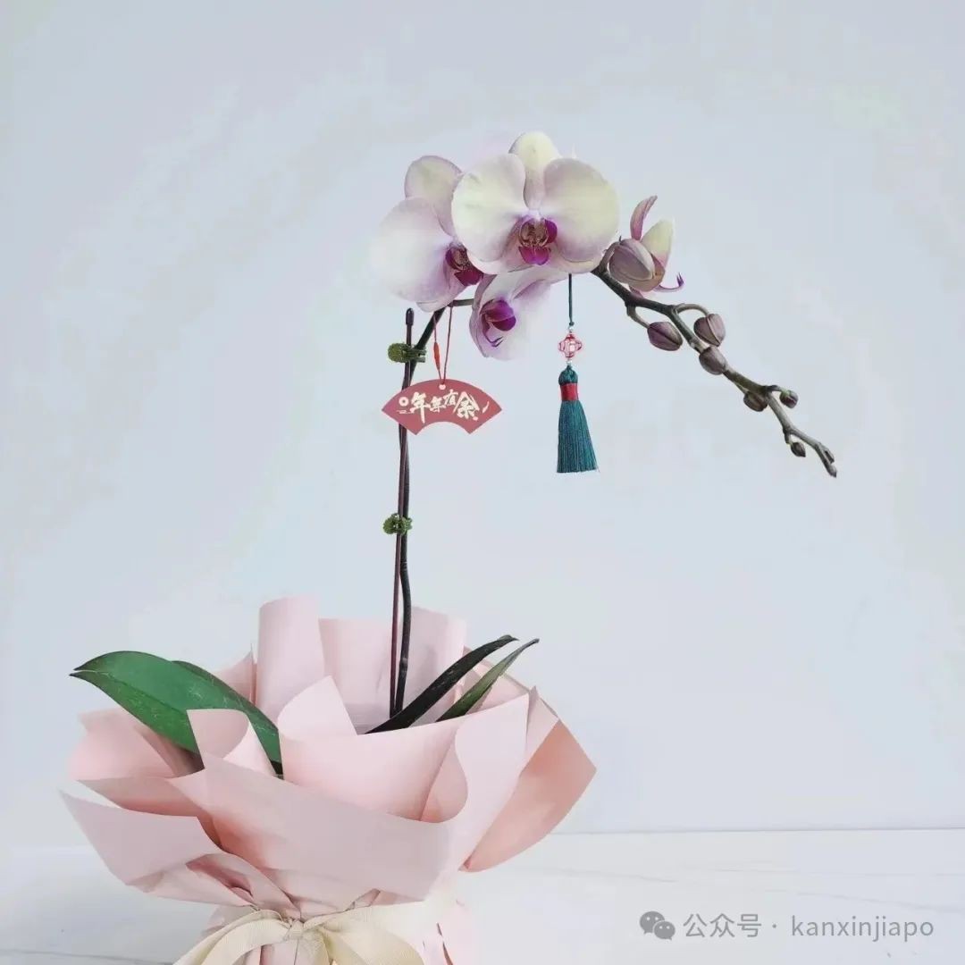 在新加坡过春节,开运年花你准备好了吗?
