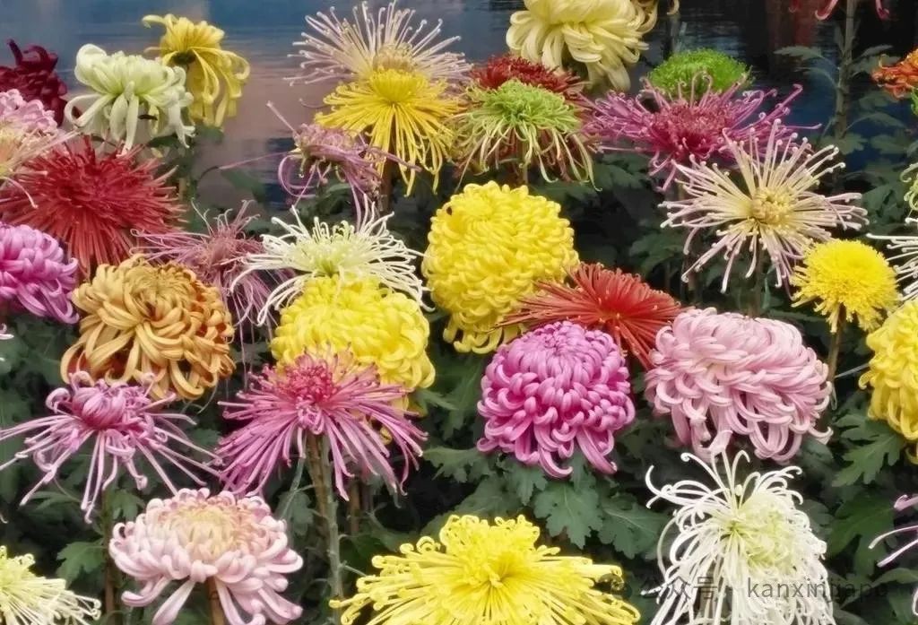 在新加坡过春节,开运年花你准备好了吗?
