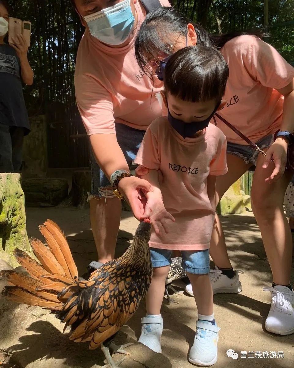 马来西亚的这6家农场，特别适合说走就走的亲子游