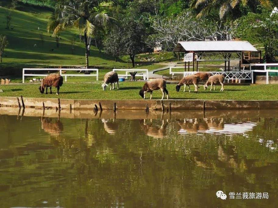马来西亚的这6家农场，特别适合说走就走的亲子游
