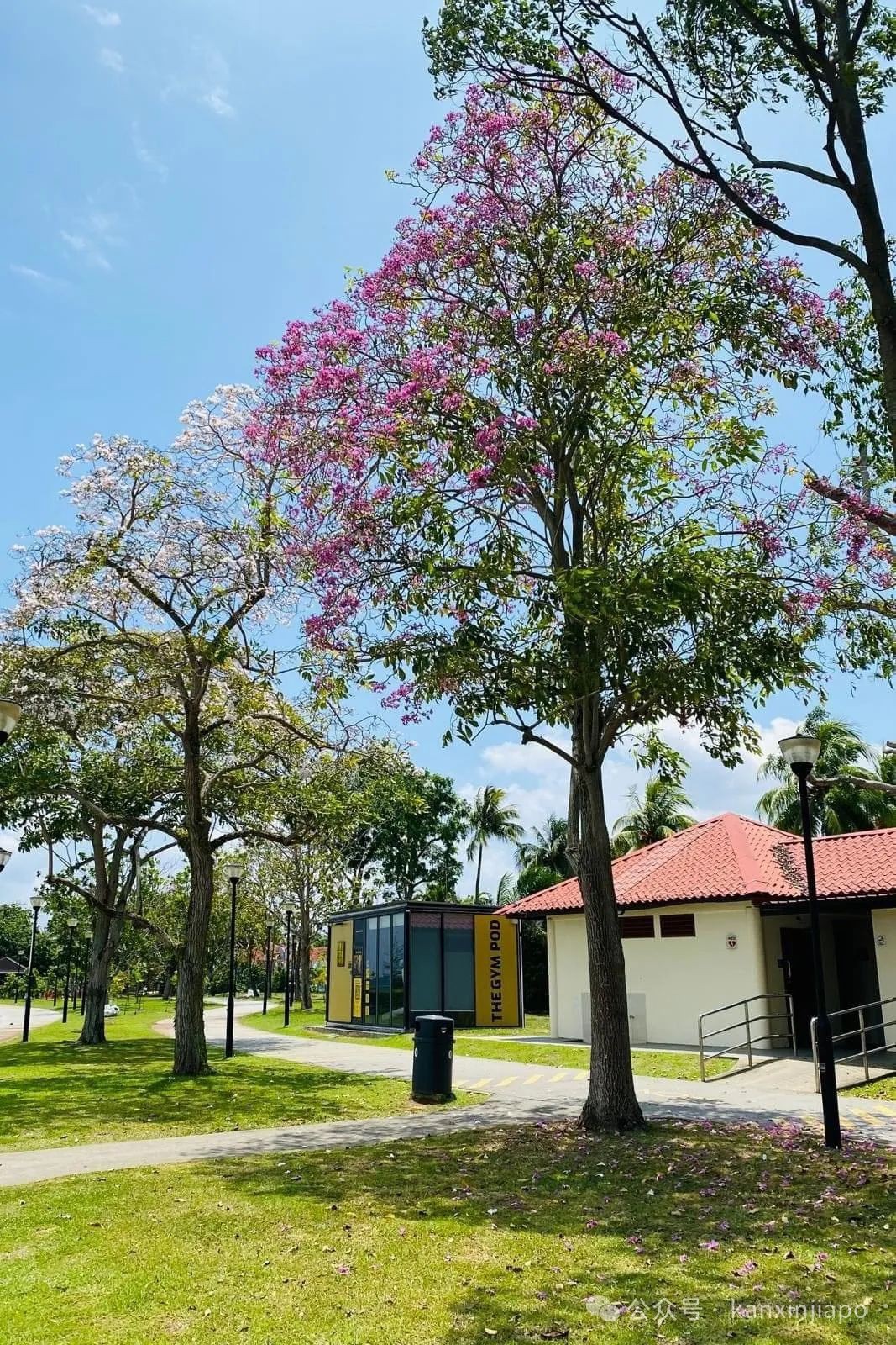 新加坡也有“樱花季”！快去这几个最佳赏花地点打卡