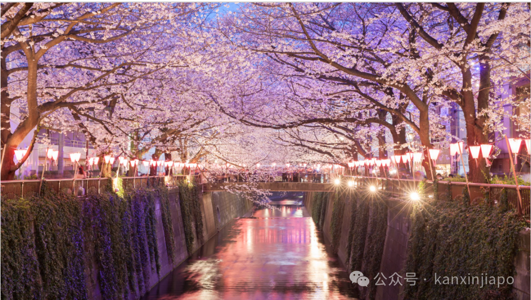 2024滨海湾樱花节来了!有动漫角色扮演、灯光秀、日本小吃...