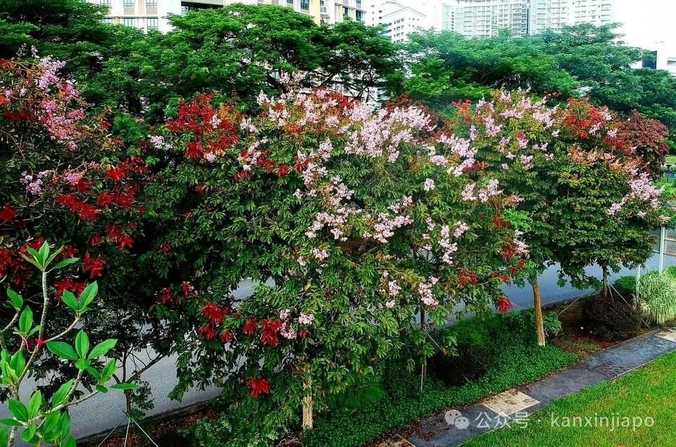 新加坡也有“樱花季”!快去这几个最佳赏花地点打卡