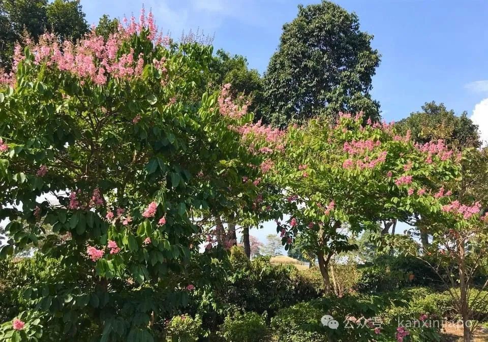 新加坡也有“樱花季”!快去这几个最佳赏花地点打卡