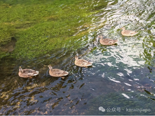 在伦敦淘书,这里的书店跟新加坡的大不同