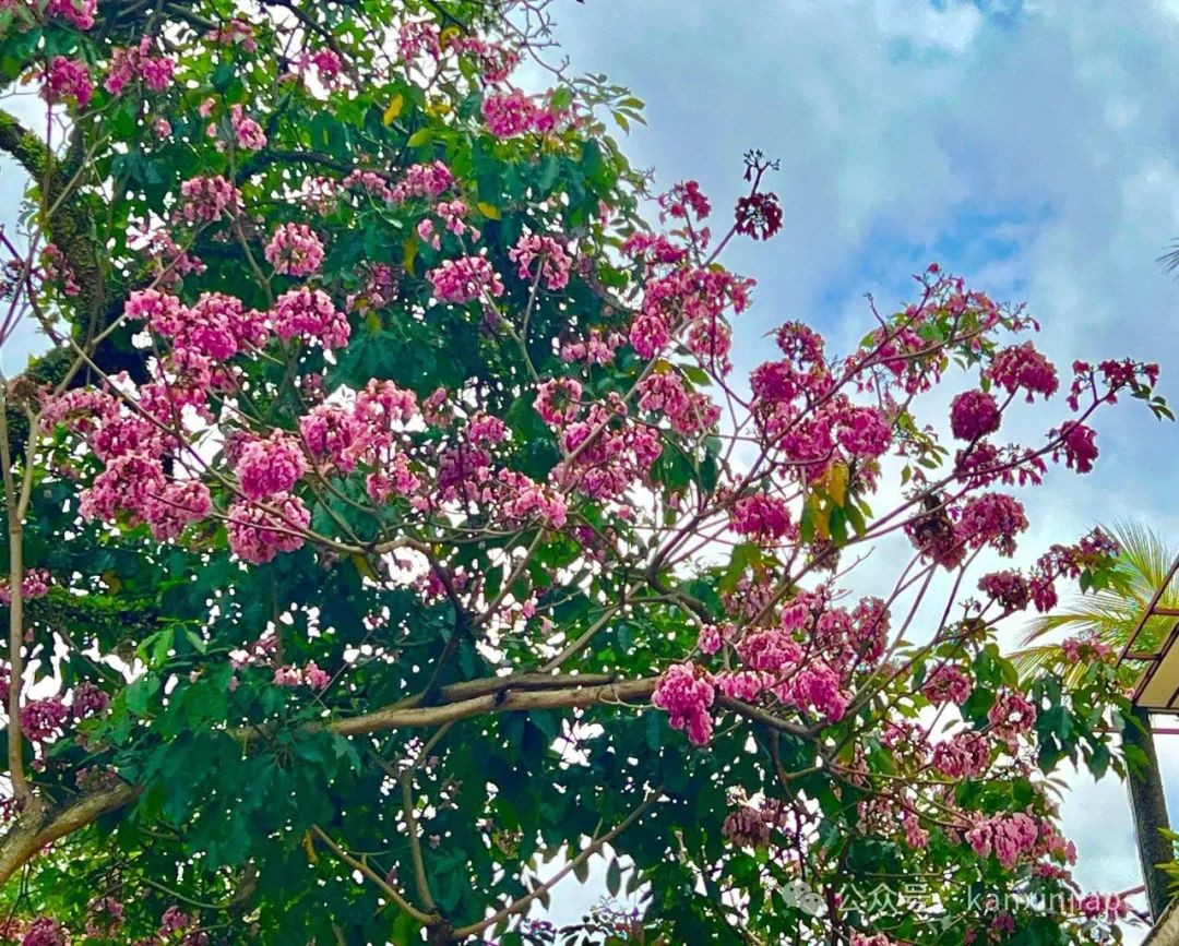 新加坡也有“樱花季”！快去这几个最佳赏花地点打卡