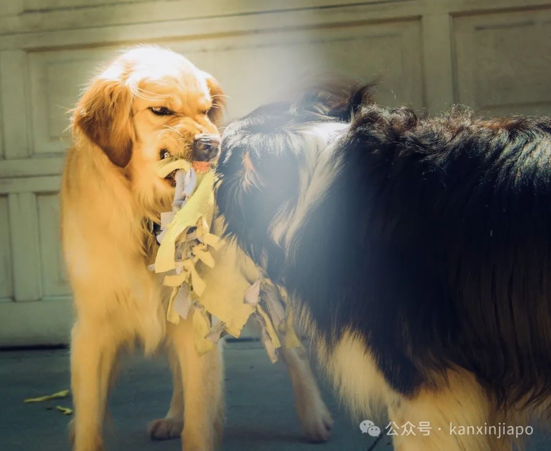 在新加坡被猫狗咬伤了要打狂犬疫苗吗?