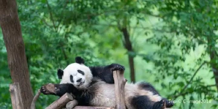 中泰免签后，泰国赴中国旅游人数高达120万