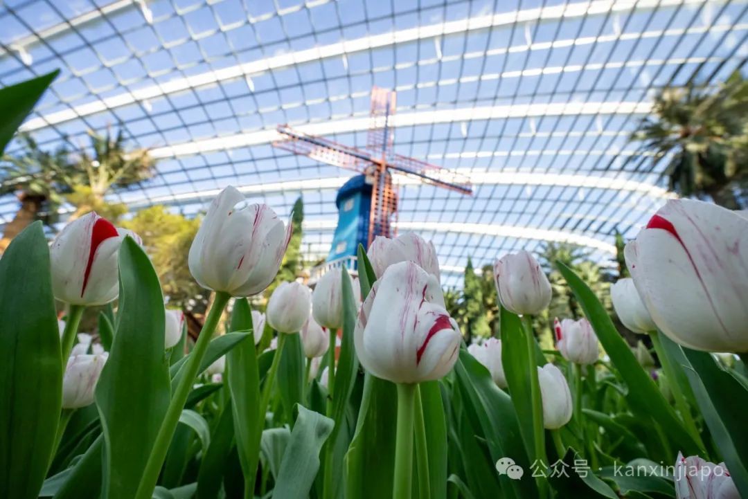 实拍美图!第十届滨海湾花园“梦幻郁金香”开展了~