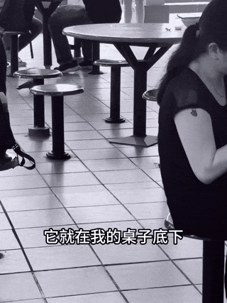 新加坡随处可见的鸟吓哭中国女游客，不停说“再也不来了！”