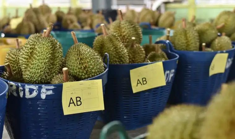 越南榴莲:凭什么挑战泰国榴莲霸主地位?