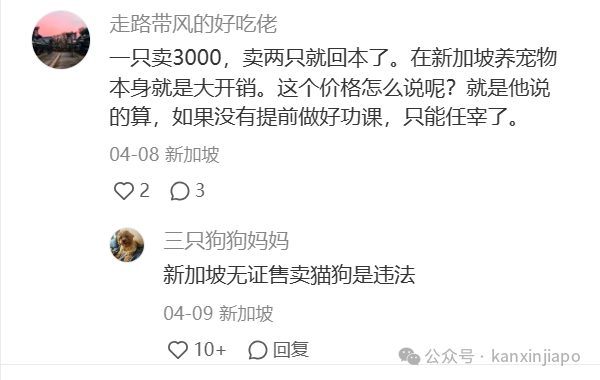 “在新加坡给小猫剖腹产要25000，比生孩子还贵！”