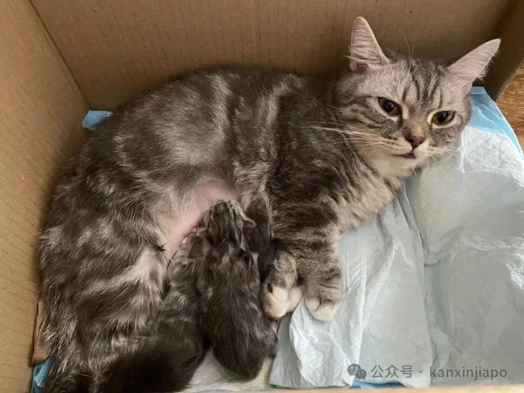 “在新加坡给小猫剖腹产要25000，比生孩子还贵！”