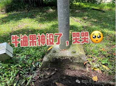 一天内“闪婚生娃”!新加坡NUS牛油果神进化到了第三代