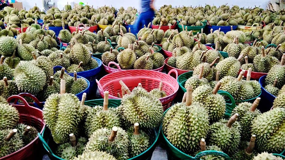 越南榴莲:凭什么挑战泰国榴莲霸主地位?
