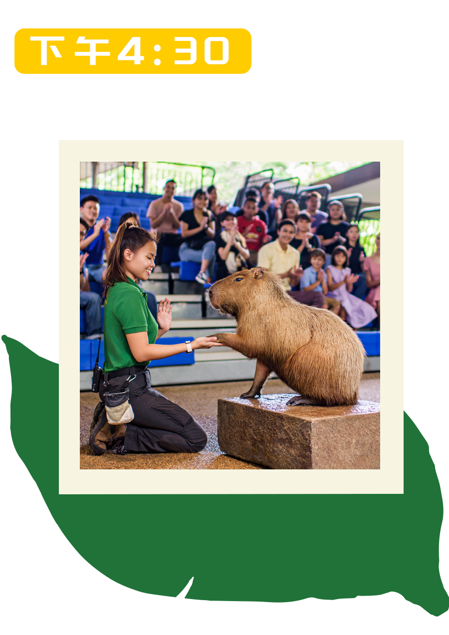 一日春游限定版野趣进行时，新加坡见！