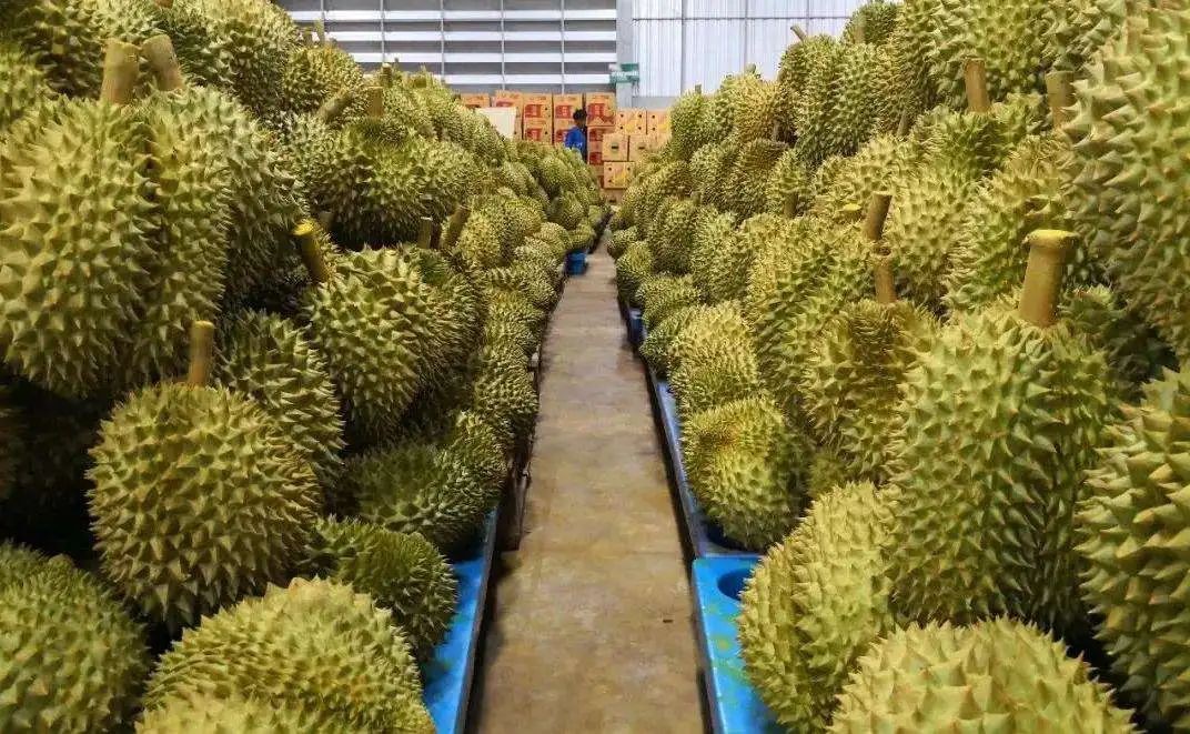 越南榴莲:凭什么挑战泰国榴莲霸主地位?