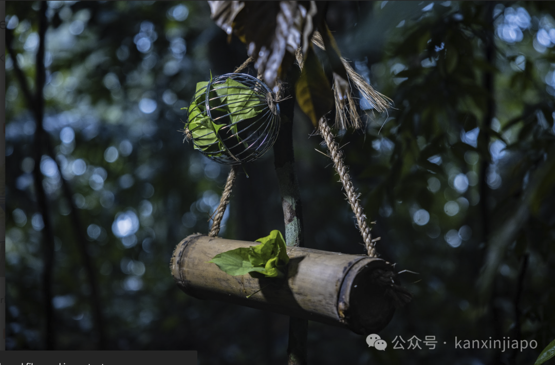全网最全指南!新加坡万态野生动物世界最新活动,持续到9月