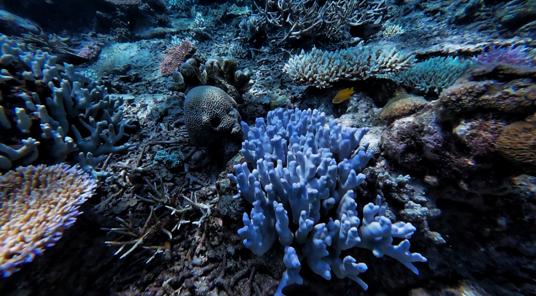 海滩，清真寺，特色美食，来马来西亚沙巴感受不一样的海岛风情