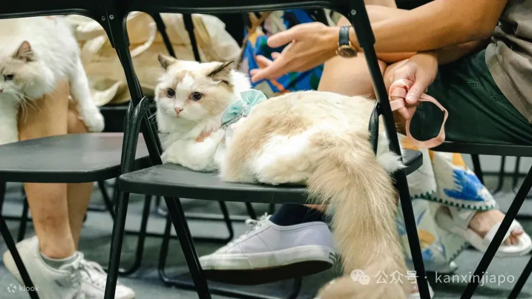 【下周活动】小CK5折,宽窄巷子超值套餐,亚洲猫咪宠物展、谭仔三哥全天买一送一