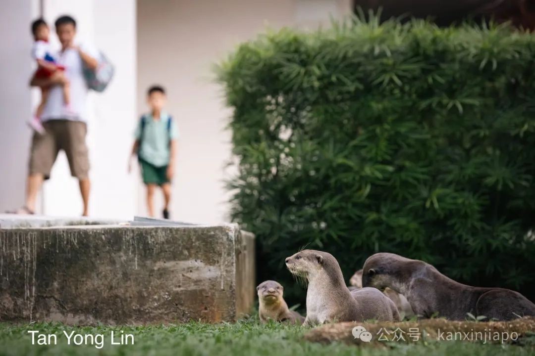 新加坡“网红”水獭Zouk妈妈去世，曾带领家族路过总统府上头条