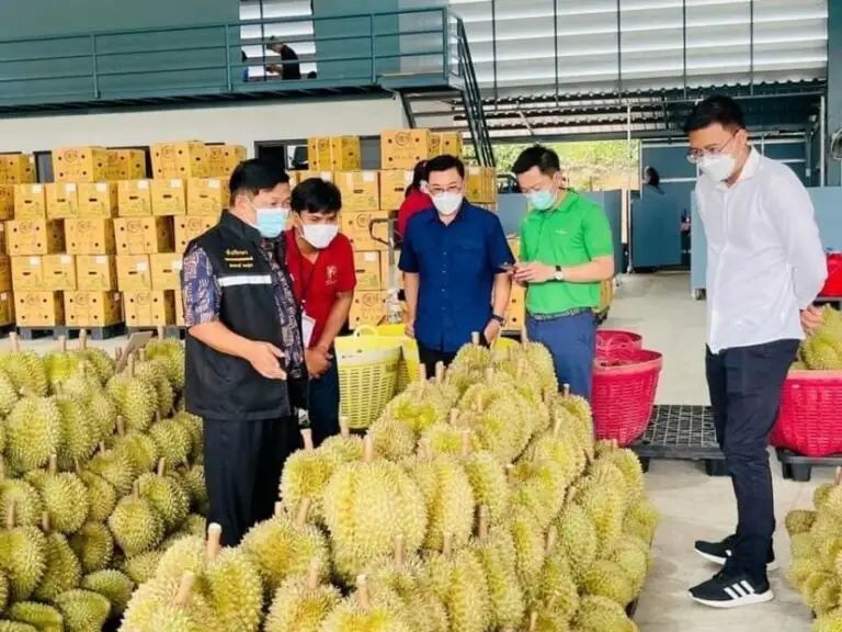创收7.17亿美元！泰国榴梿对华出口稳增
