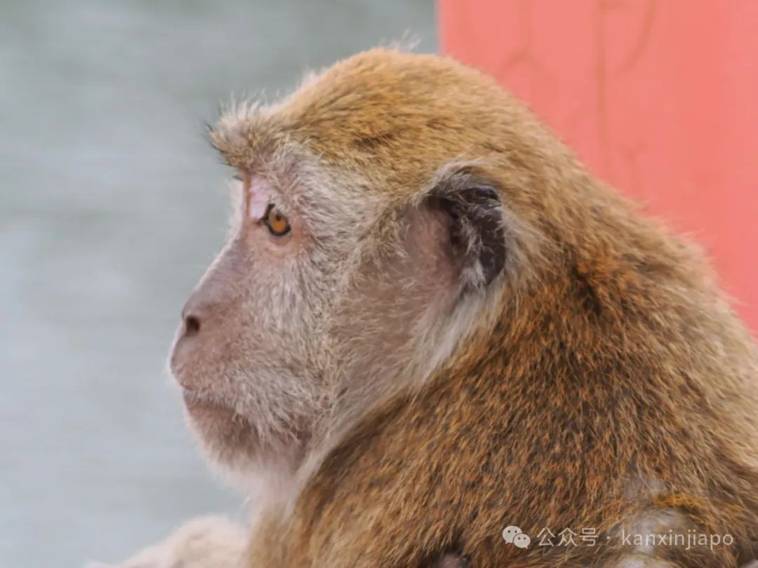 上百只猴子在榜鹅著名网红桥集结,场面太壮观了