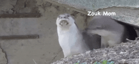 新加坡“网红”水獭Zouk妈妈去世，曾带领家族路过总统府上头条