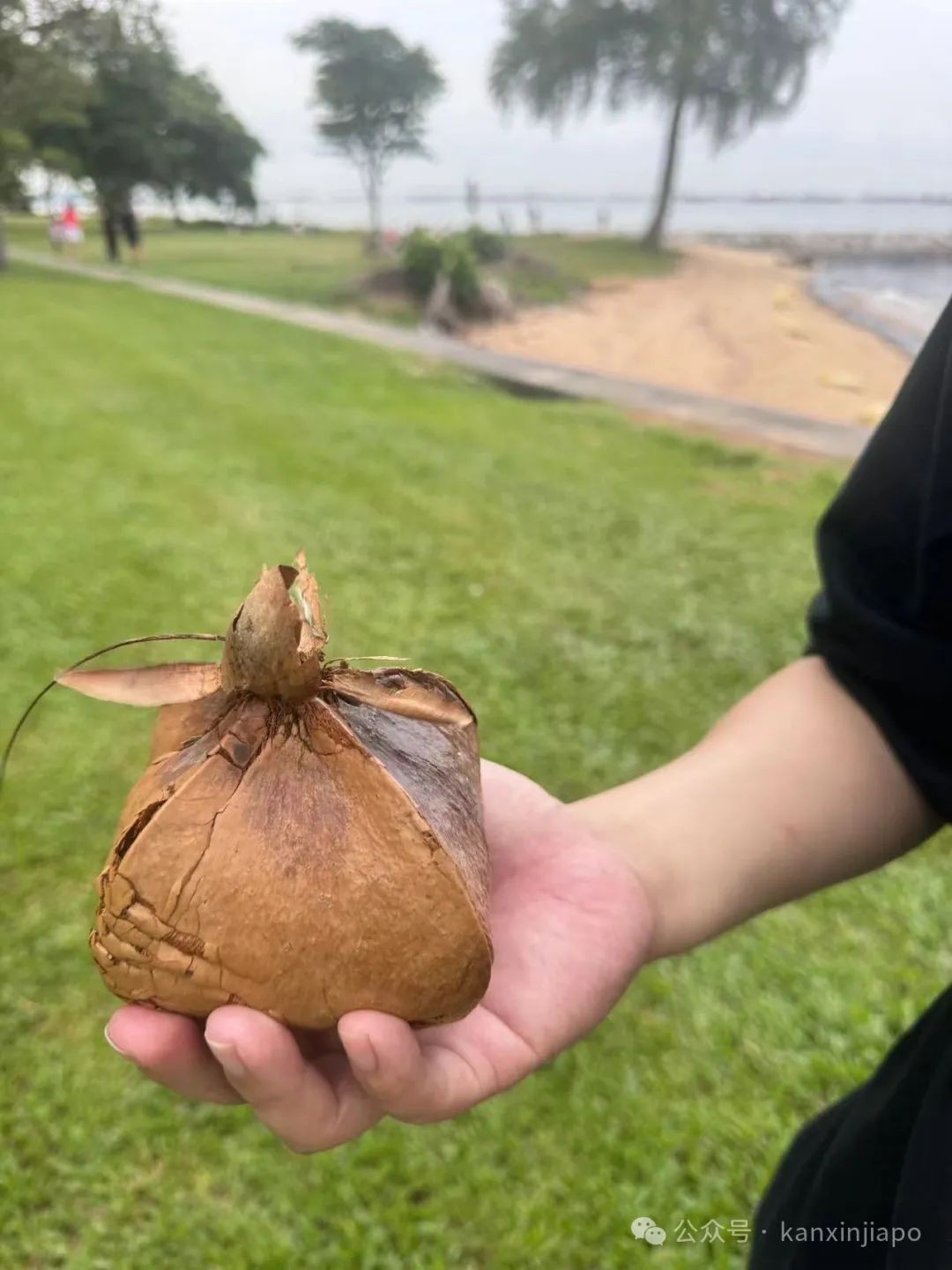 东海岸惊人发现!这才是新加坡的真面目!