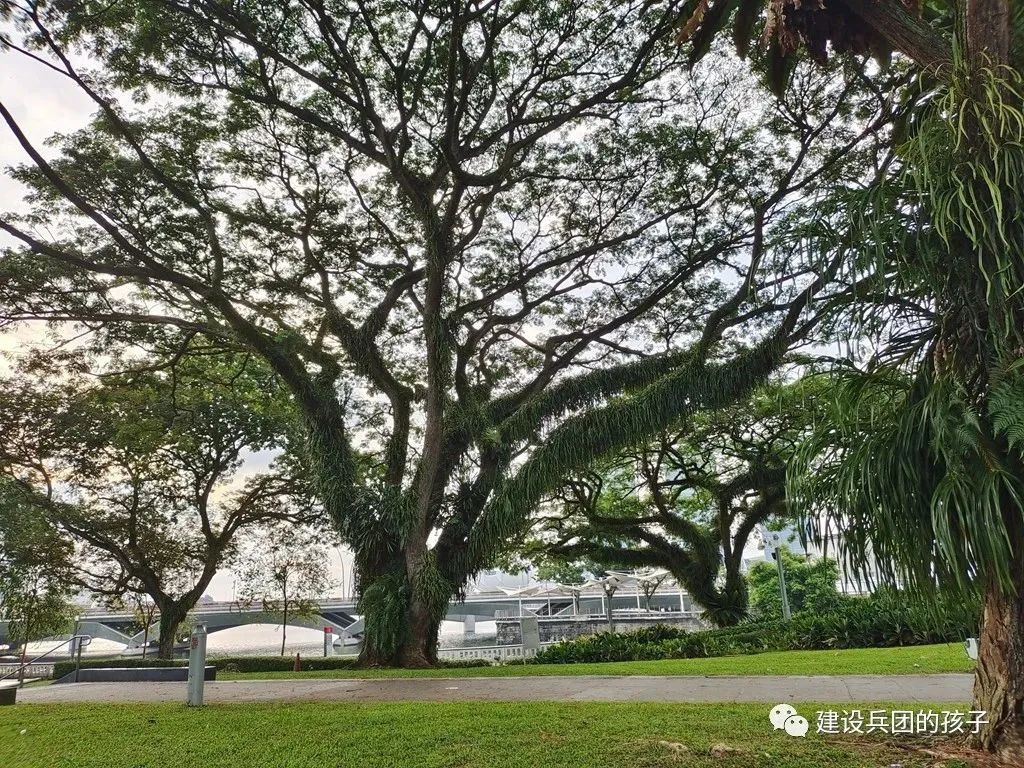 “第一次出国旅游，一定要去新加坡！”