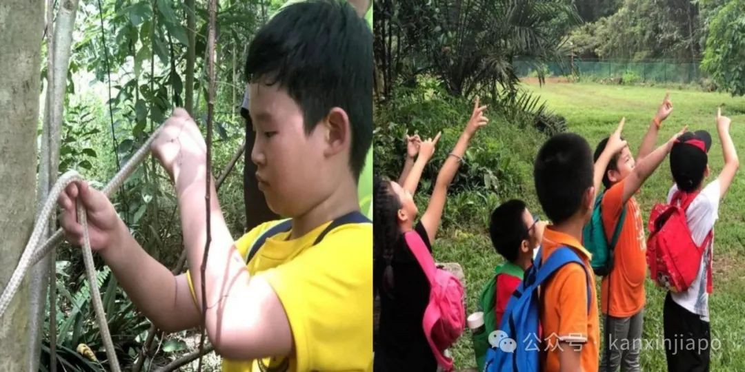 暑期夏令营怎么选?新加坡这个最受欢迎的丛林探险户外营,安全放心甩娃!
