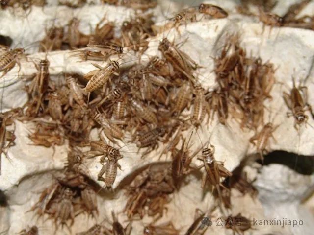 炸蟋蟀、昆虫奶油螃蟹…16种昆虫正式上了新加坡的餐桌