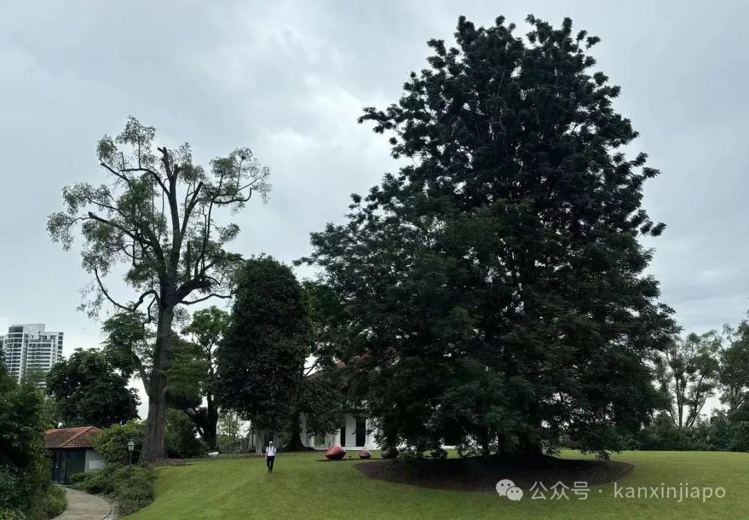 新加坡植物园里典雅大气的黑白屋,原来长这样