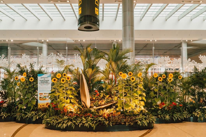 World's Largest Sunflower Display at Changi Airport
