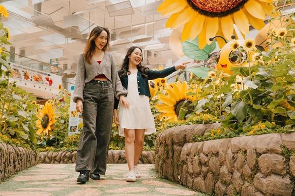 World's Largest Sunflower Display at Changi Airport