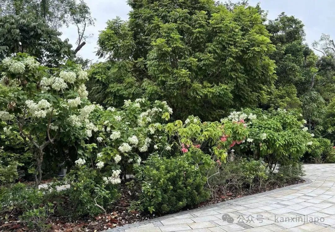 新加坡植物园里典雅大气的黑白屋,原来长这样