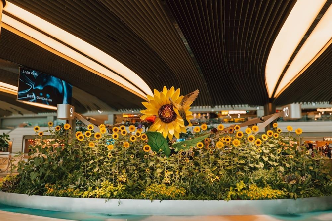 World's Largest Sunflower Display at Changi Airport