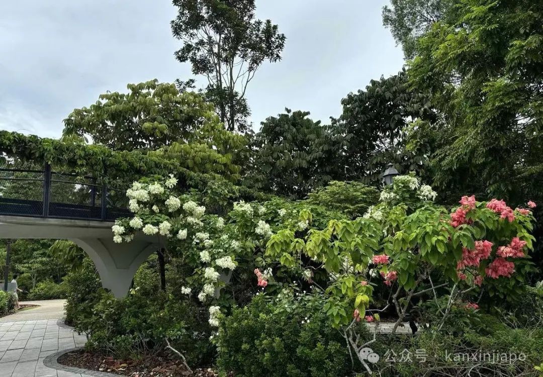 新加坡植物园里典雅大气的黑白屋,原来长这样