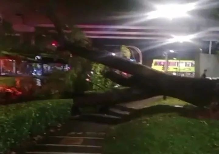 新加坡中秋夜狂风暴雨突袭!地铁瘫痪,树倒车砸,人员受伤,全岛一片混乱...