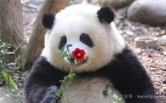 夜航新选择!新加坡成都往返,三天两夜就能打卡游!
