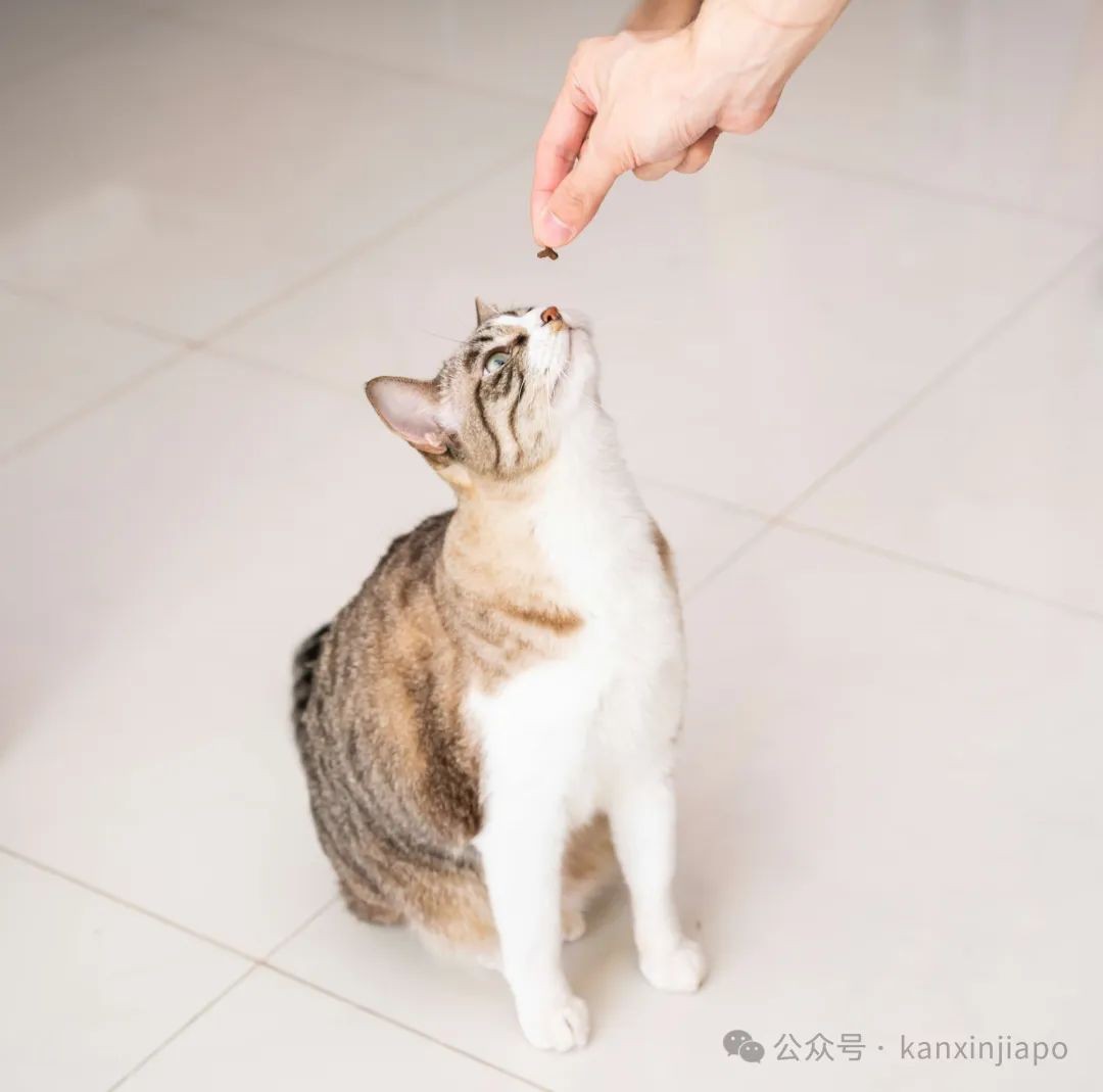 新加坡铲屎官注意!为宠物猫申请执照已开始,组屋住户也能饲养