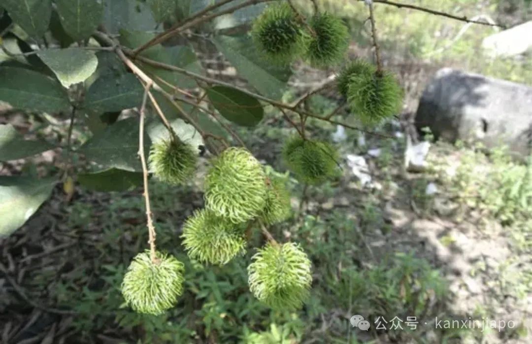 在乌敏岛探险,与野猪的不期而遇