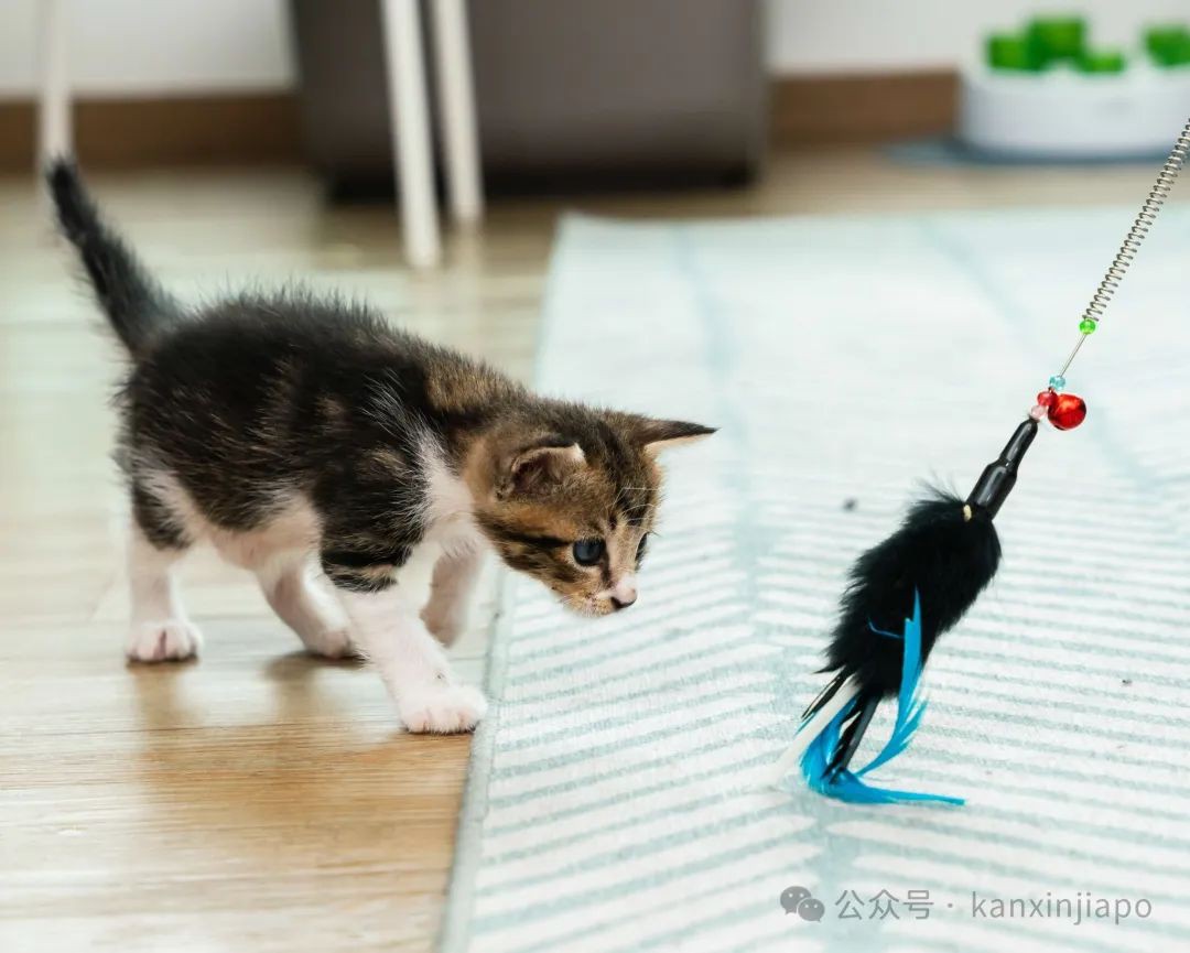 新加坡铲屎官注意！为宠物猫申请执照已开始，组屋住户也能饲养