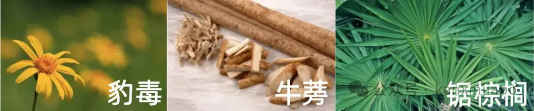 头发还没白,就开始脱了?!还好有TrichoKare的头皮护理来拯救离家出走的毛发!