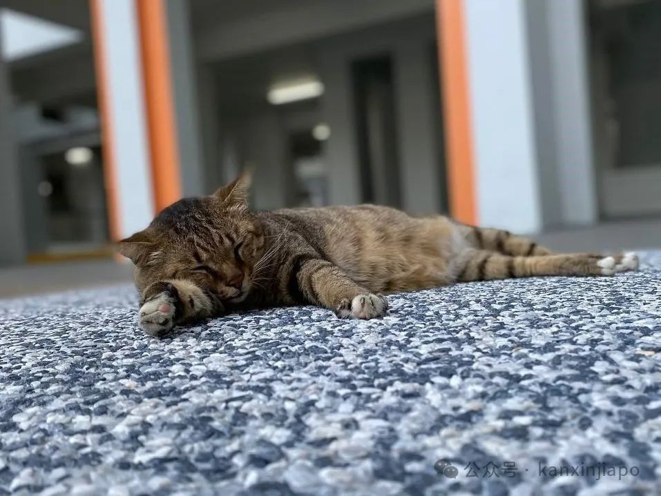 新加坡铲屎官注意!为宠物猫申请执照已开始,组屋住户也能饲养