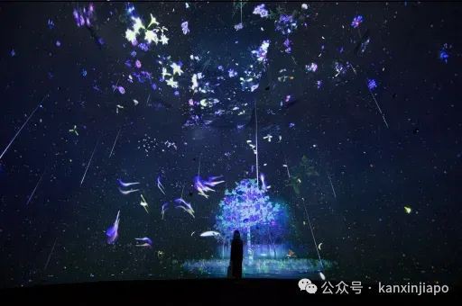 【下周活动】滨海湾花园花卉展、CBD下午茶、国家博物馆137周年展、武老师分享奥数讲座活动都在这里