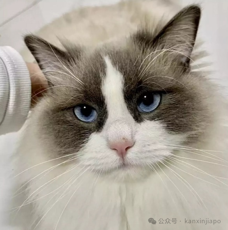 在新加坡养猫到底麻烦不?