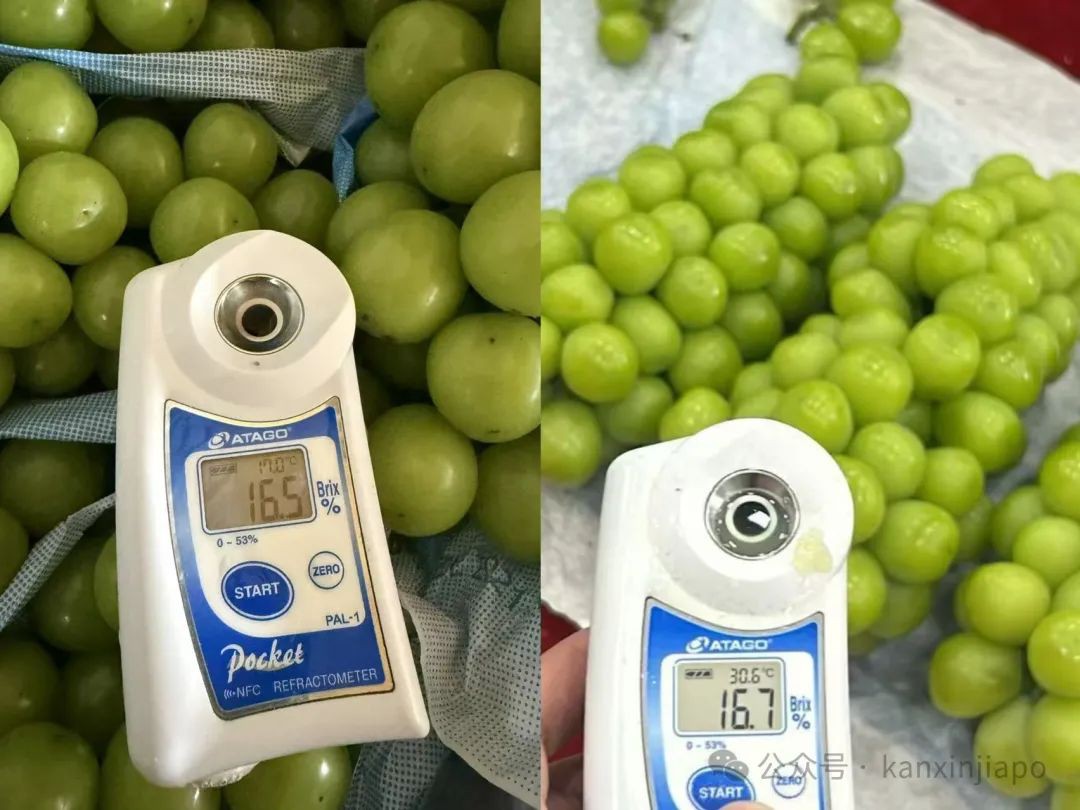 在新加坡吃到陕西渭南原产地葡萄,真的满口是玫瑰香味