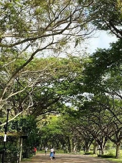 占地2000平米!榜鹅公园的康疗花园正式开放啦,还有首个户外硬地滚球场